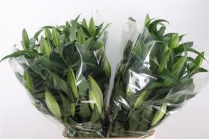 LYS OR X TR ZAMBESI 105 6 F+